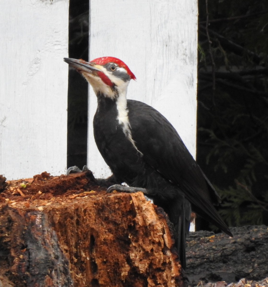 Pileated Woodpecker - lisa corbeil