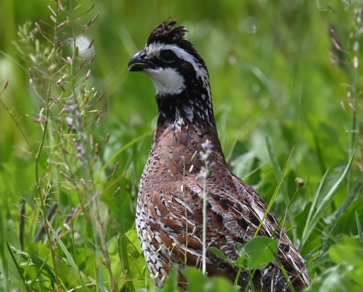 Northern Bobwhite - Carol Thompson