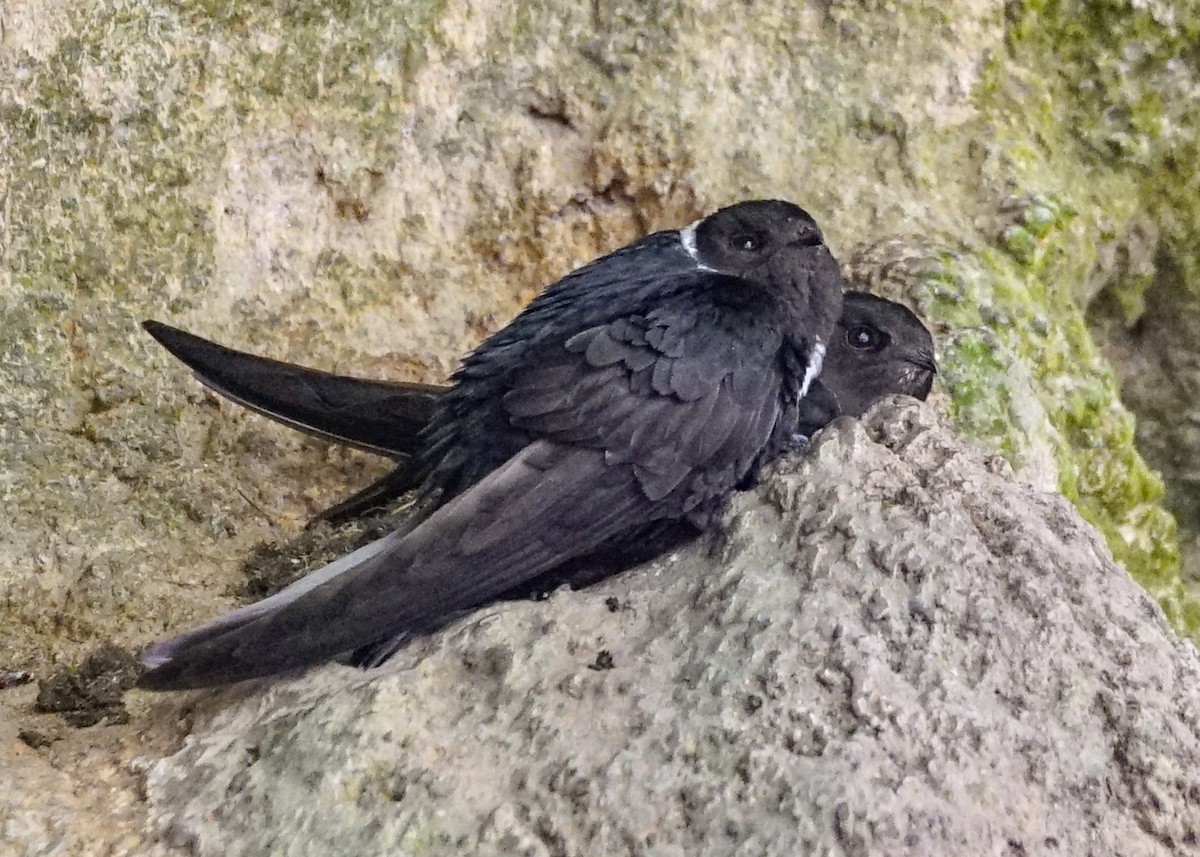 White-collared Swift - ML618185218