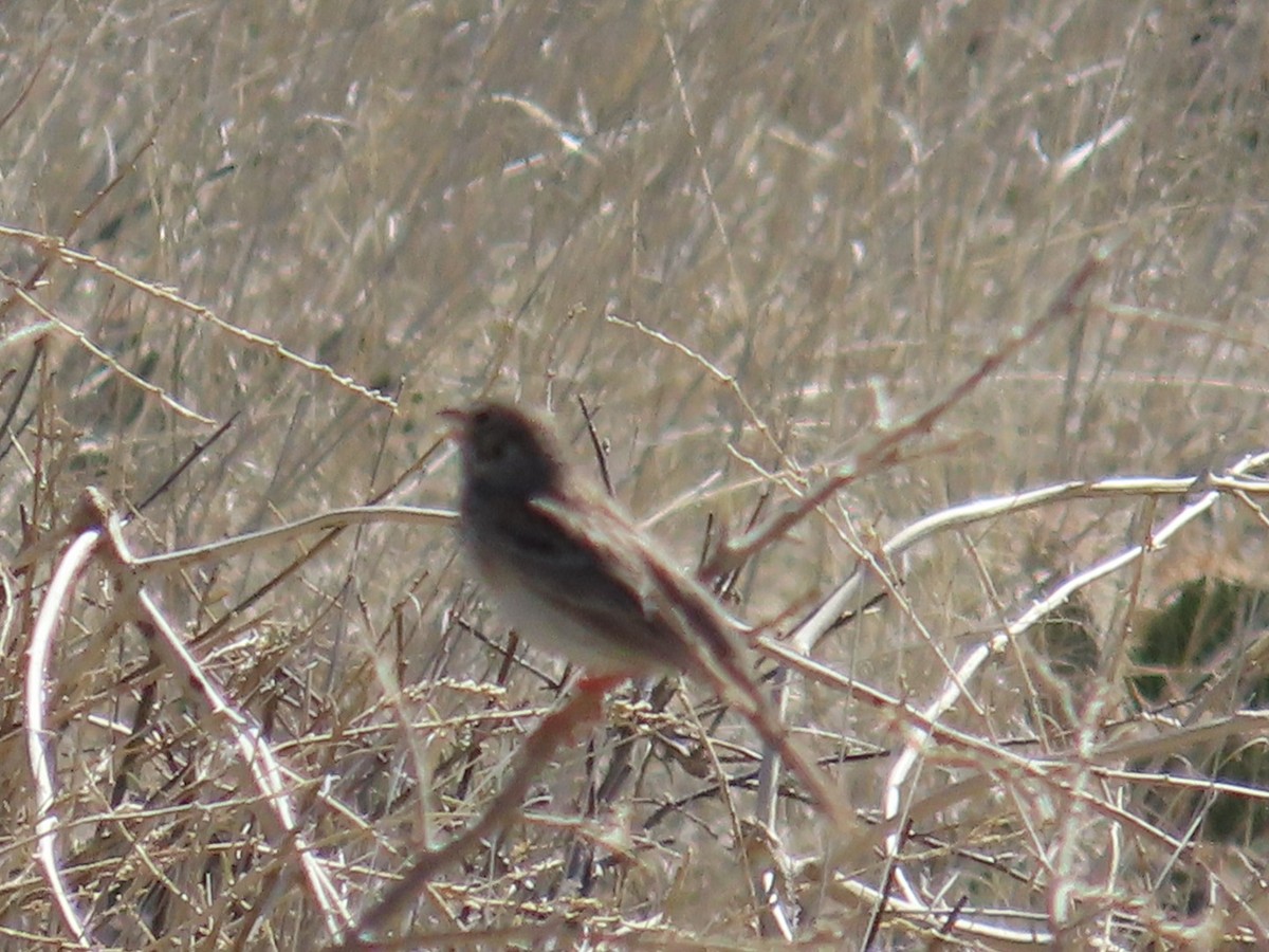 Vesper Sparrow - Edward Raynor