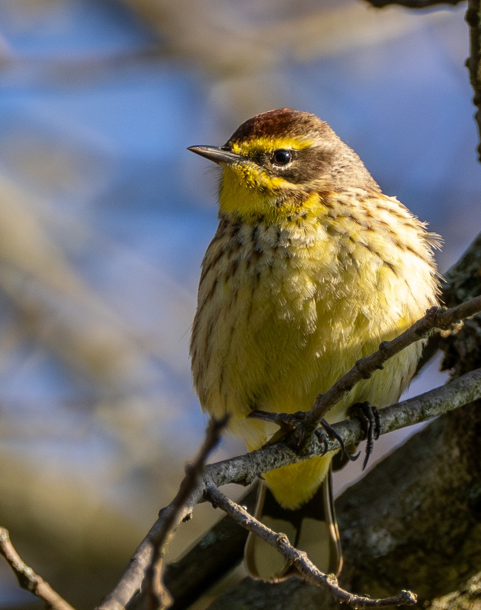 Palm Warbler - Anthony Schmitt