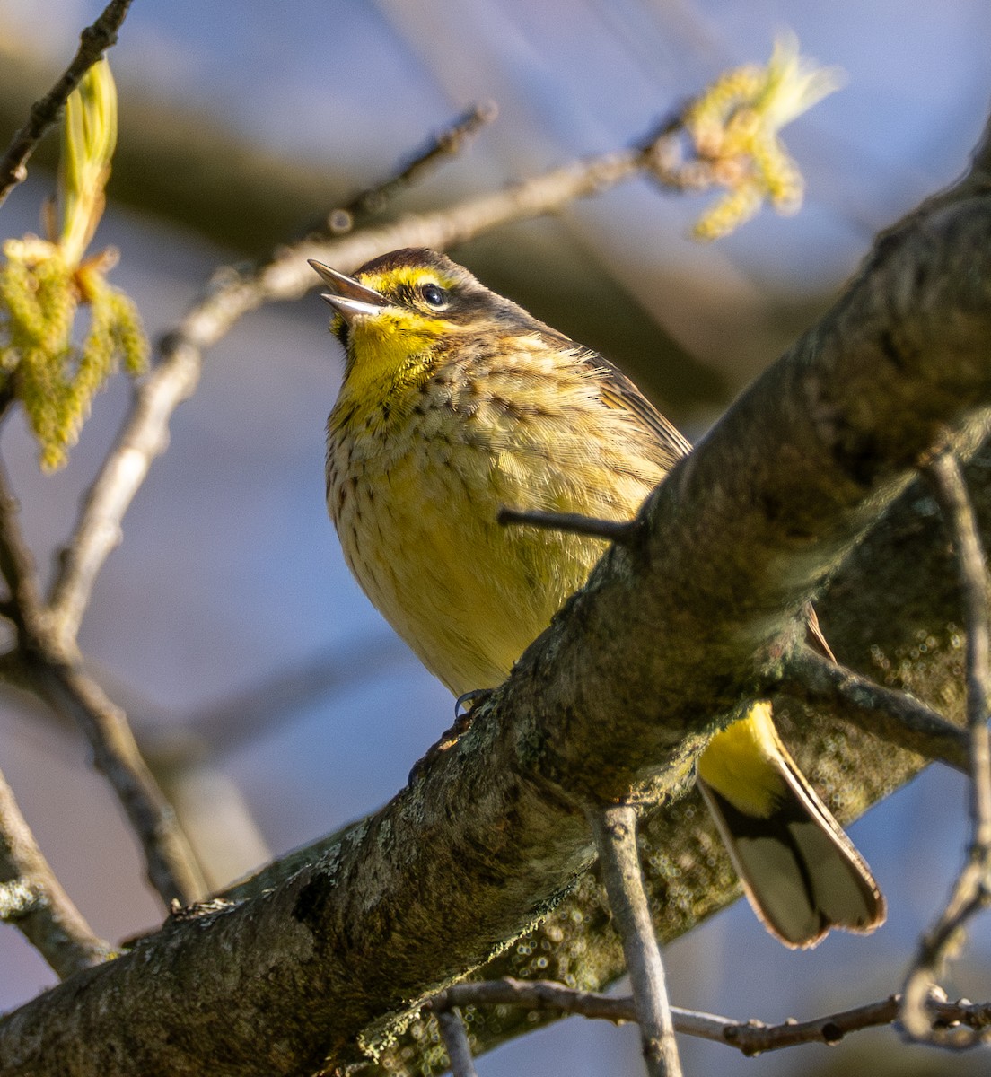 Palm Warbler - Anthony Schmitt