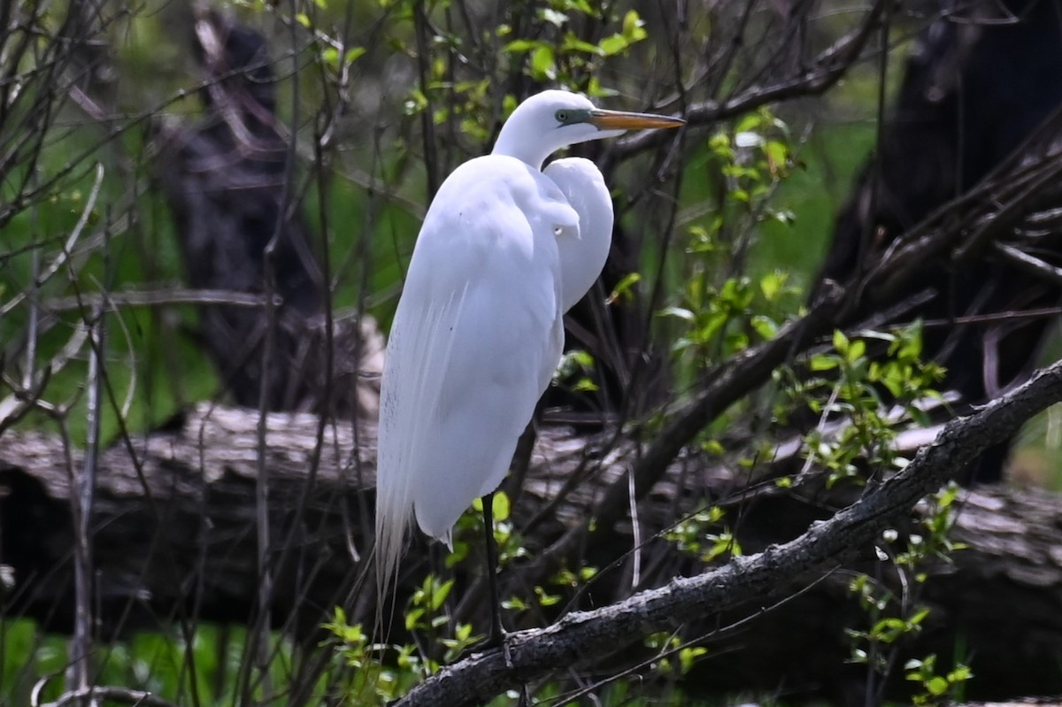 Great Egret - ML618185251