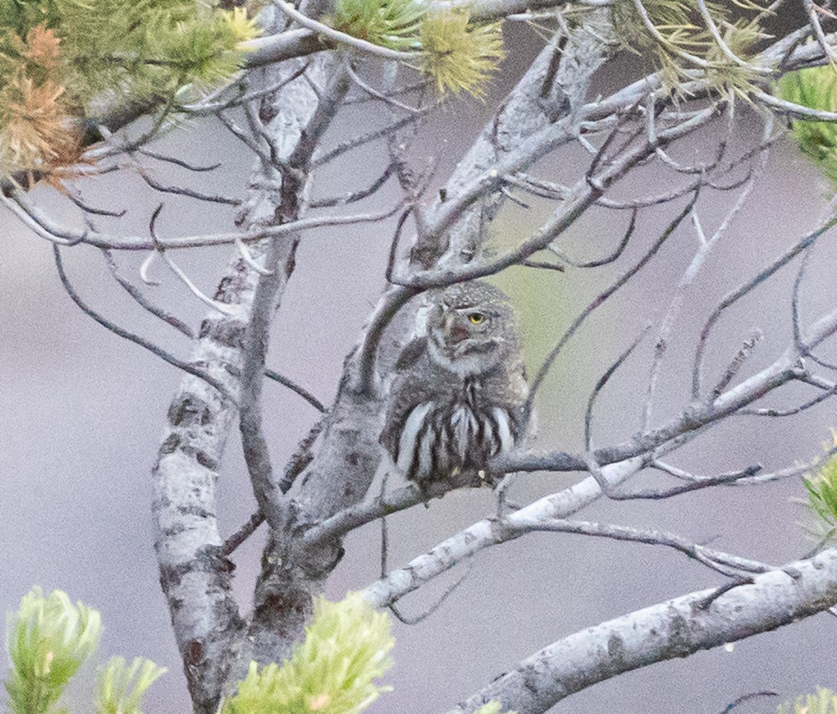 Northern Pygmy-Owl - Meg Barron