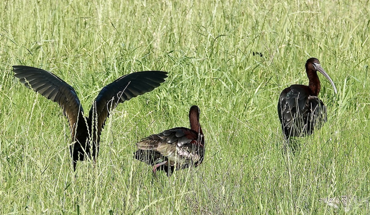 Glossy Ibis - J H