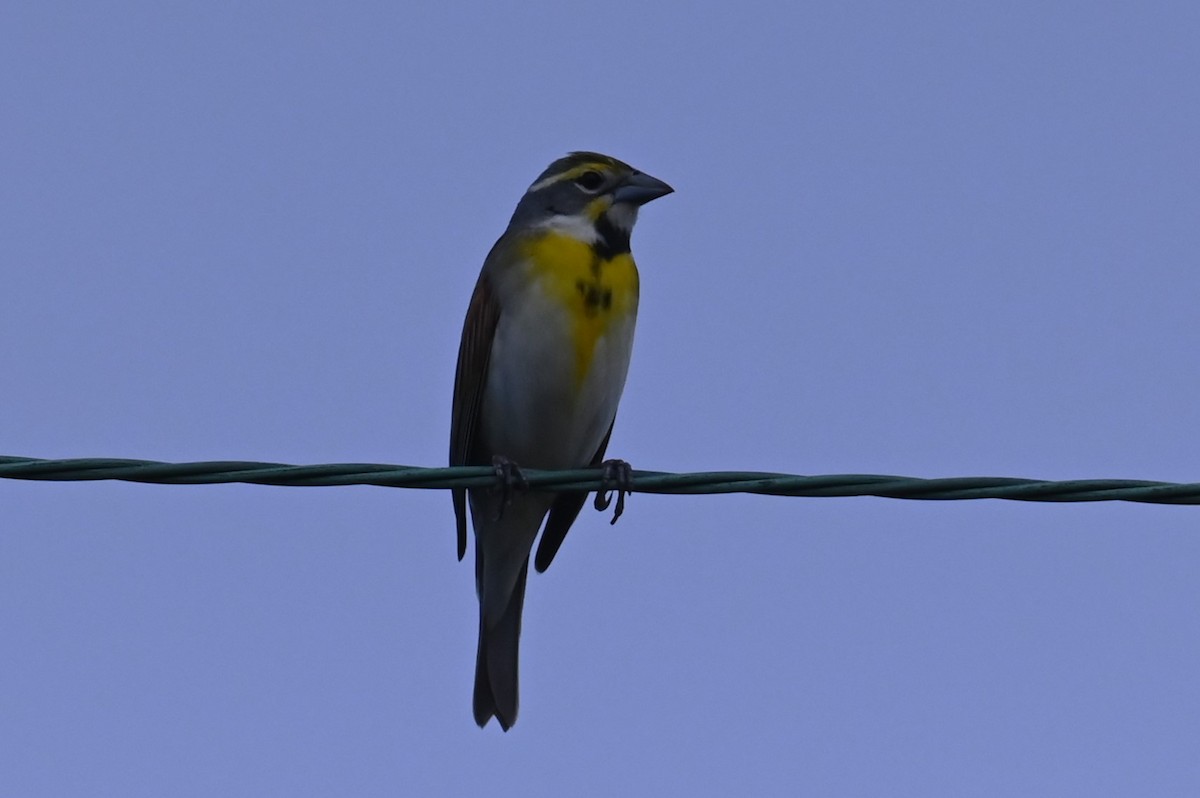 Dickcissel - Carol Thompson