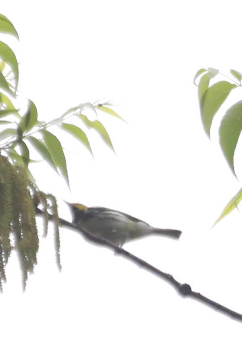 Black-throated Green Warbler - Emily Holcomb