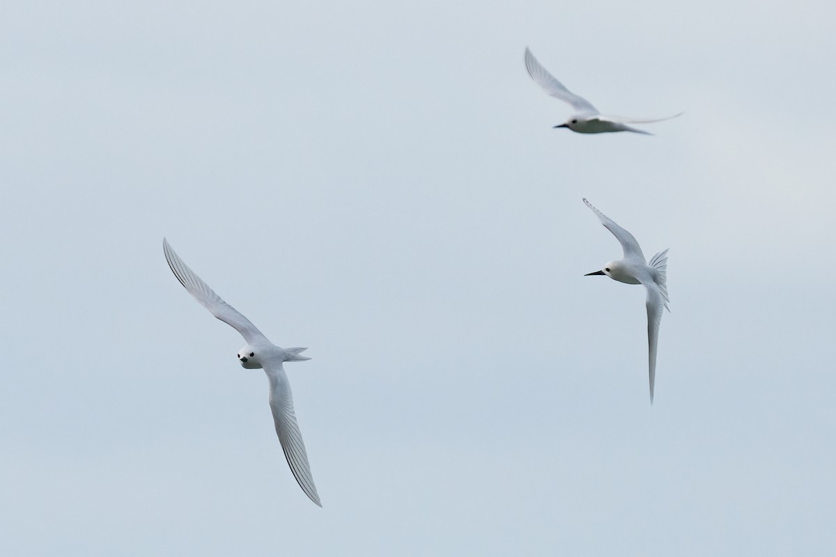 White Tern - Andrea C