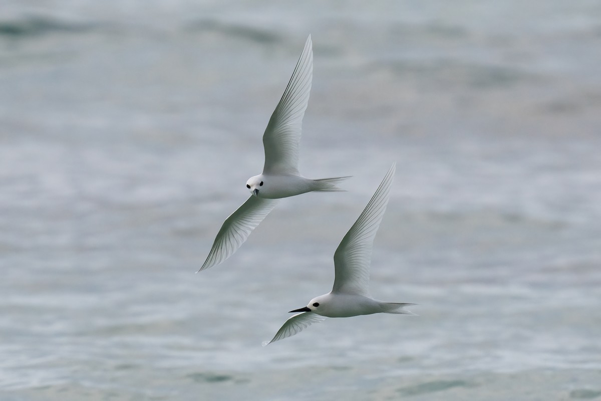 White Tern - ML618185307