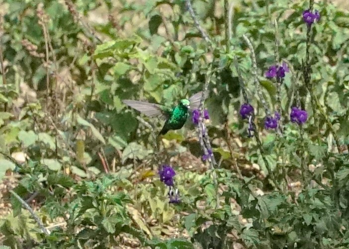 Canivet's Emerald - Shawn Pfautsch