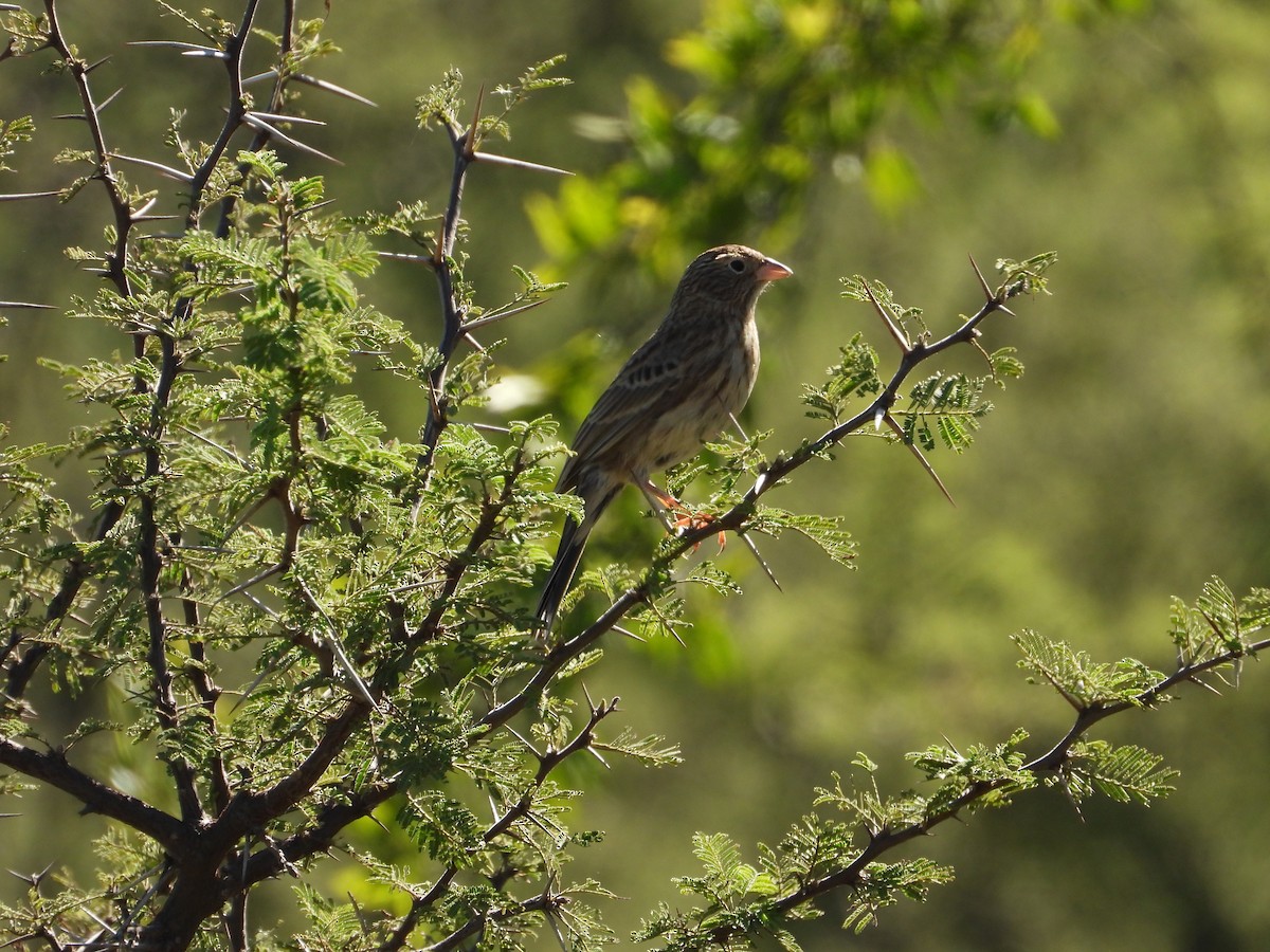 Carbonated Sierra Finch - ML618185321