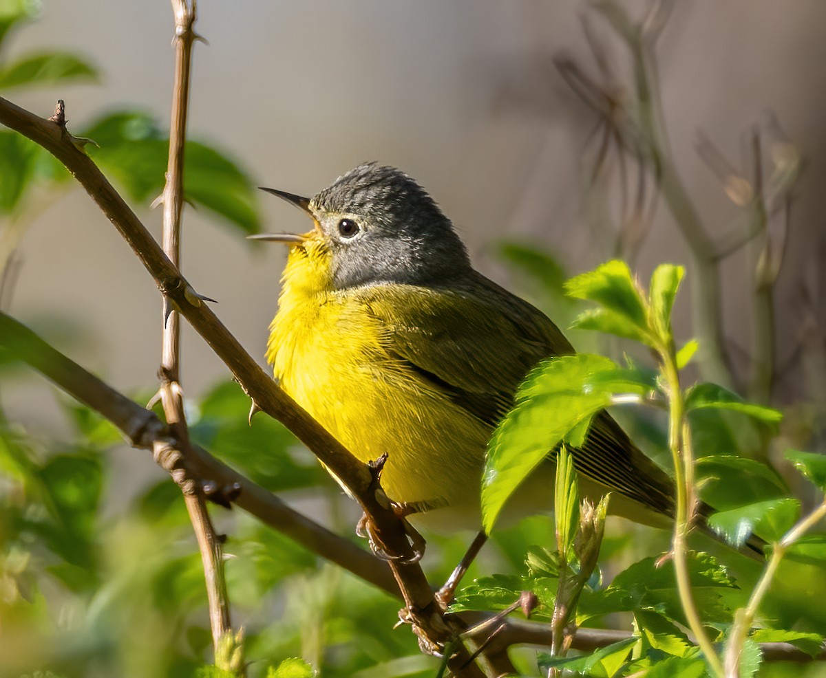 Nashville Warbler - Anthony Schmitt