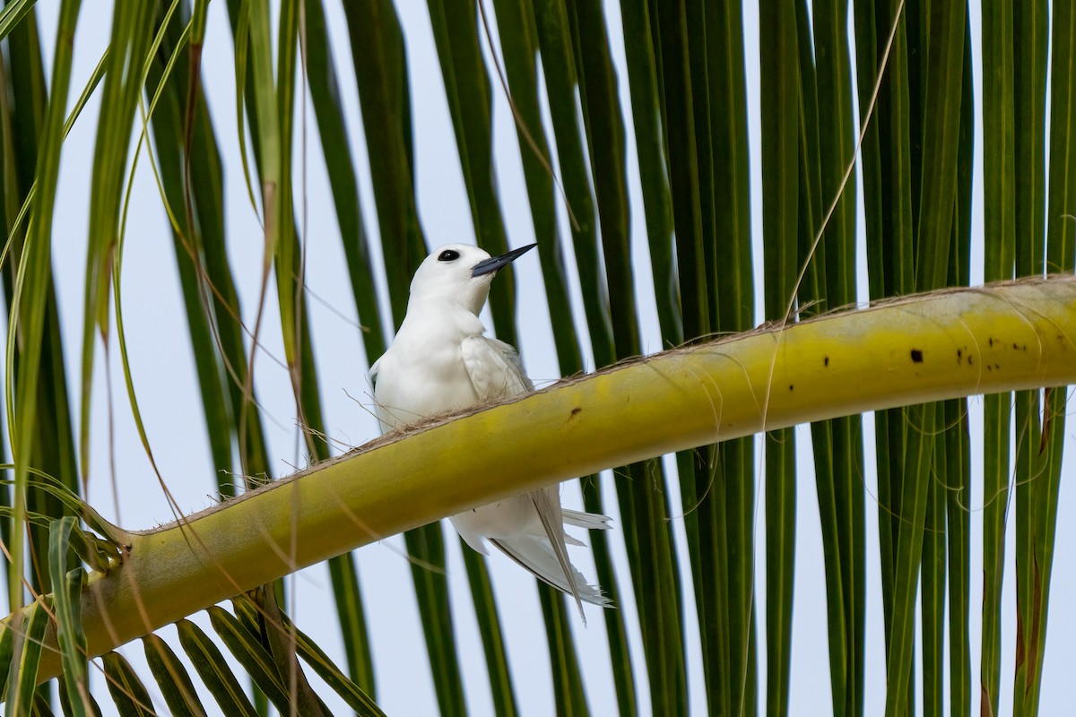 White Tern - Andrea C