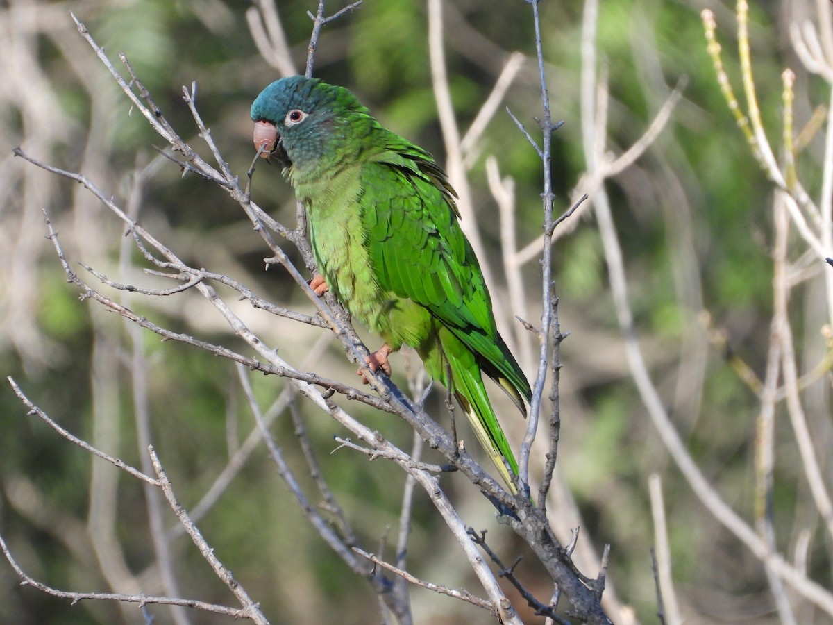 Blue-crowned Parakeet - ML618185351