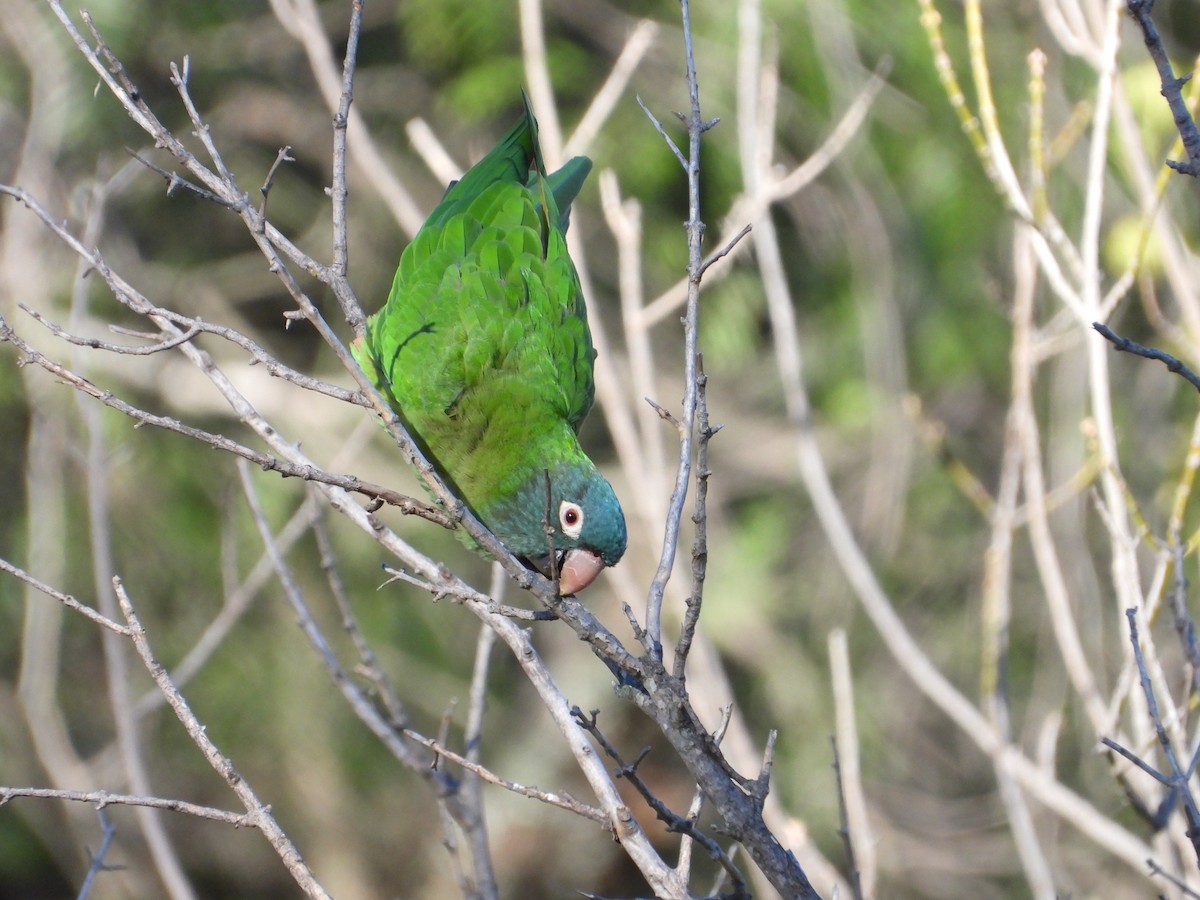 Blue-crowned Parakeet - ML618185352