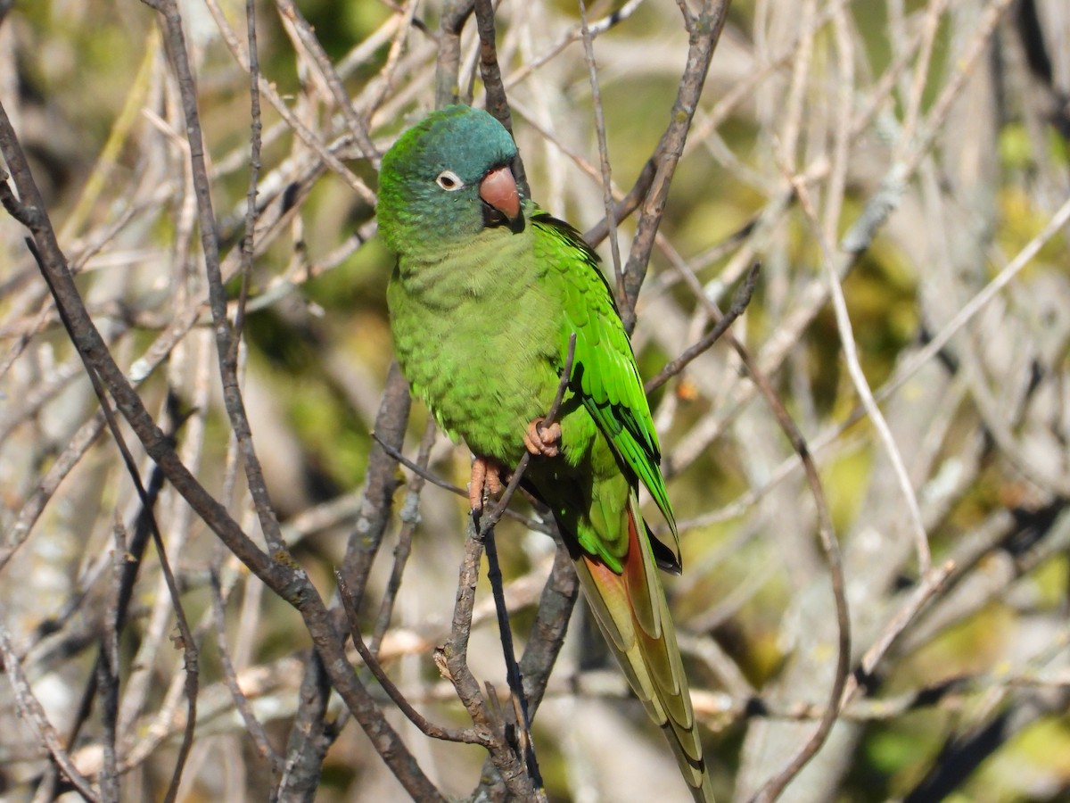 Blue-crowned Parakeet - Más Aves