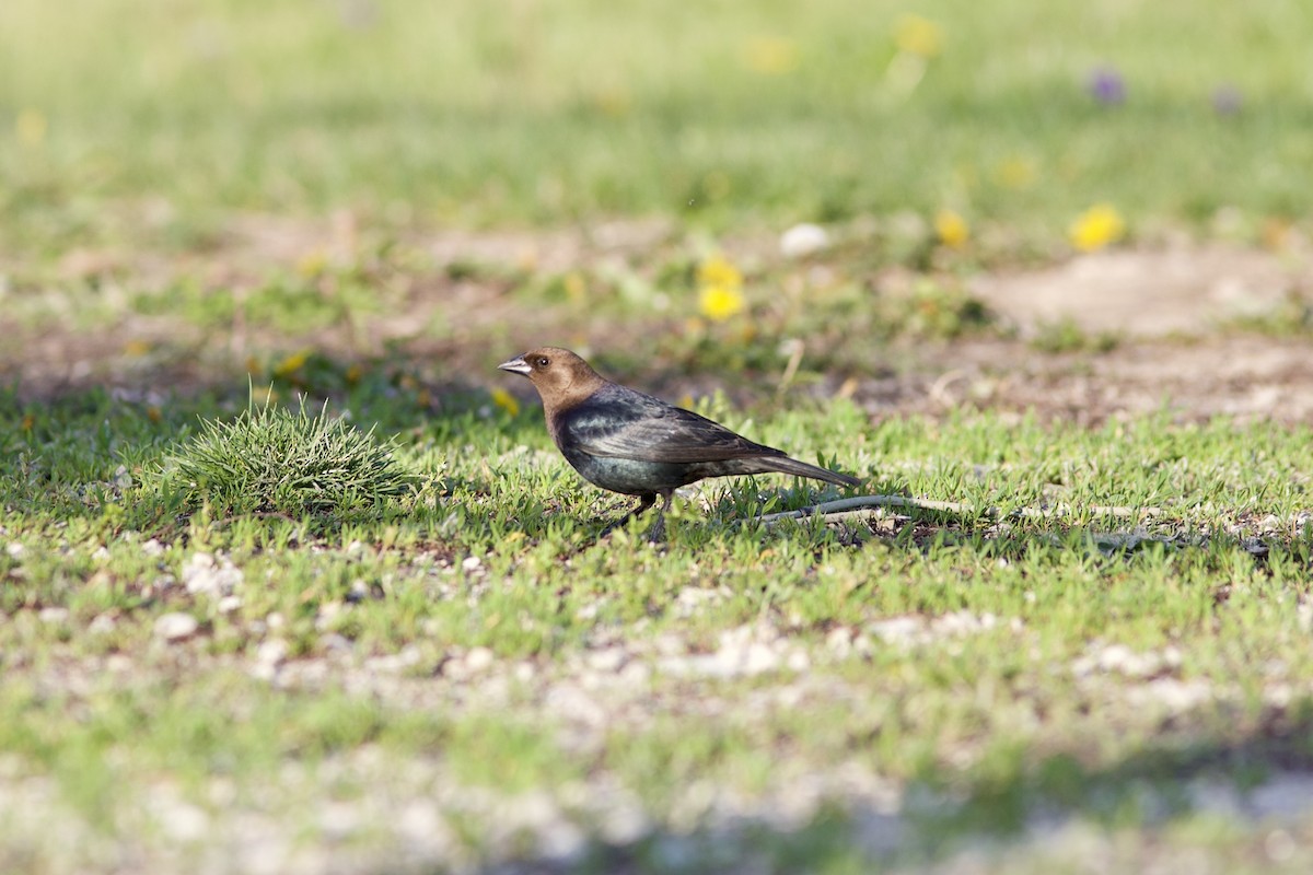 Brown-headed Cowbird - ML618185356