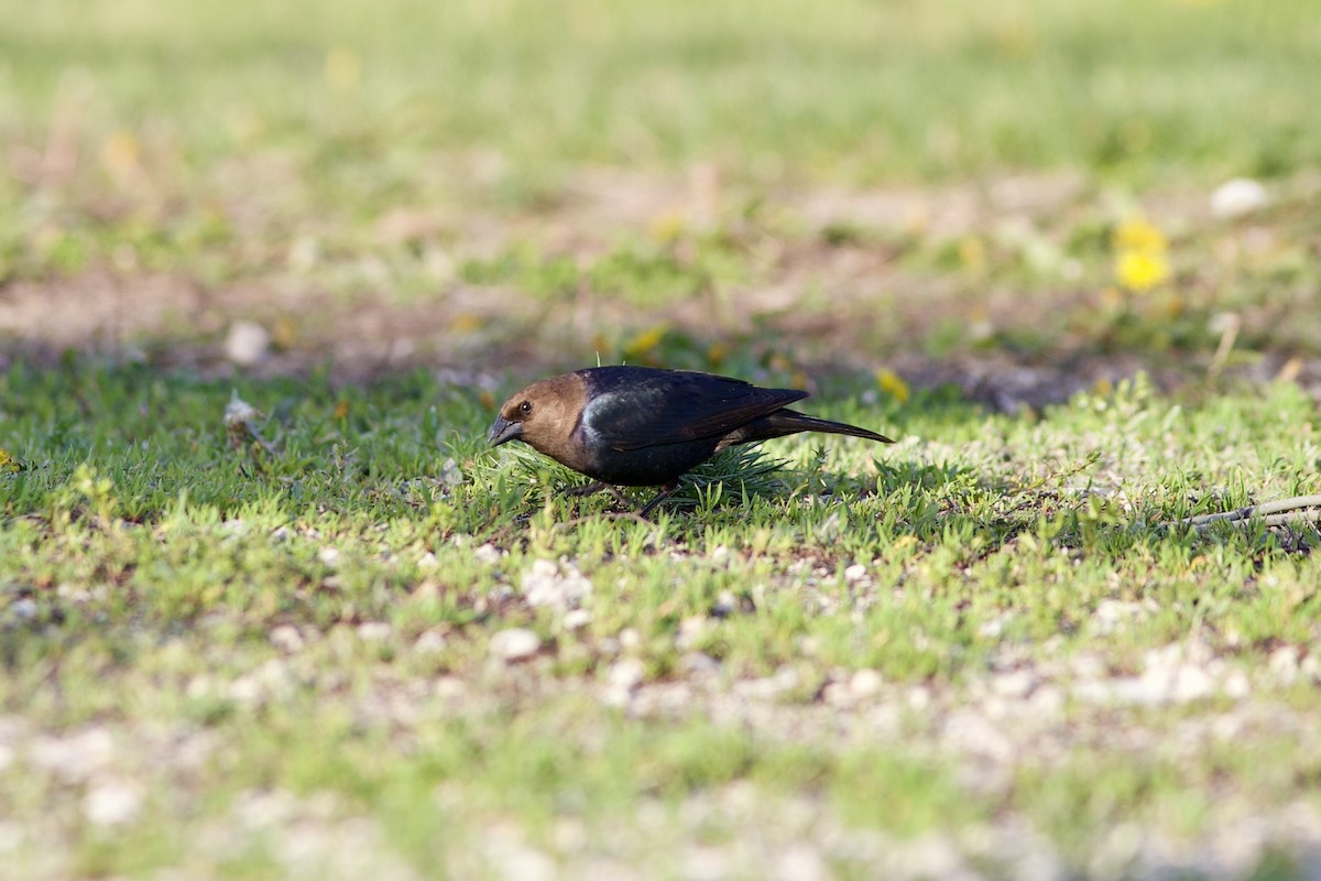 Brown-headed Cowbird - ML618185357