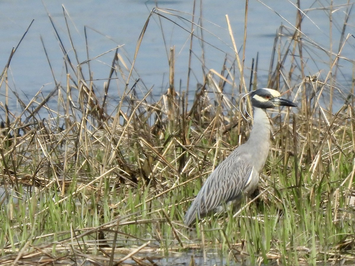 Yellow-crowned Night Heron - ML618185363