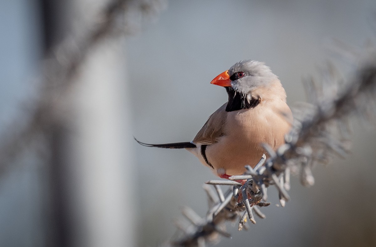 Long-tailed Finch - ML618185368