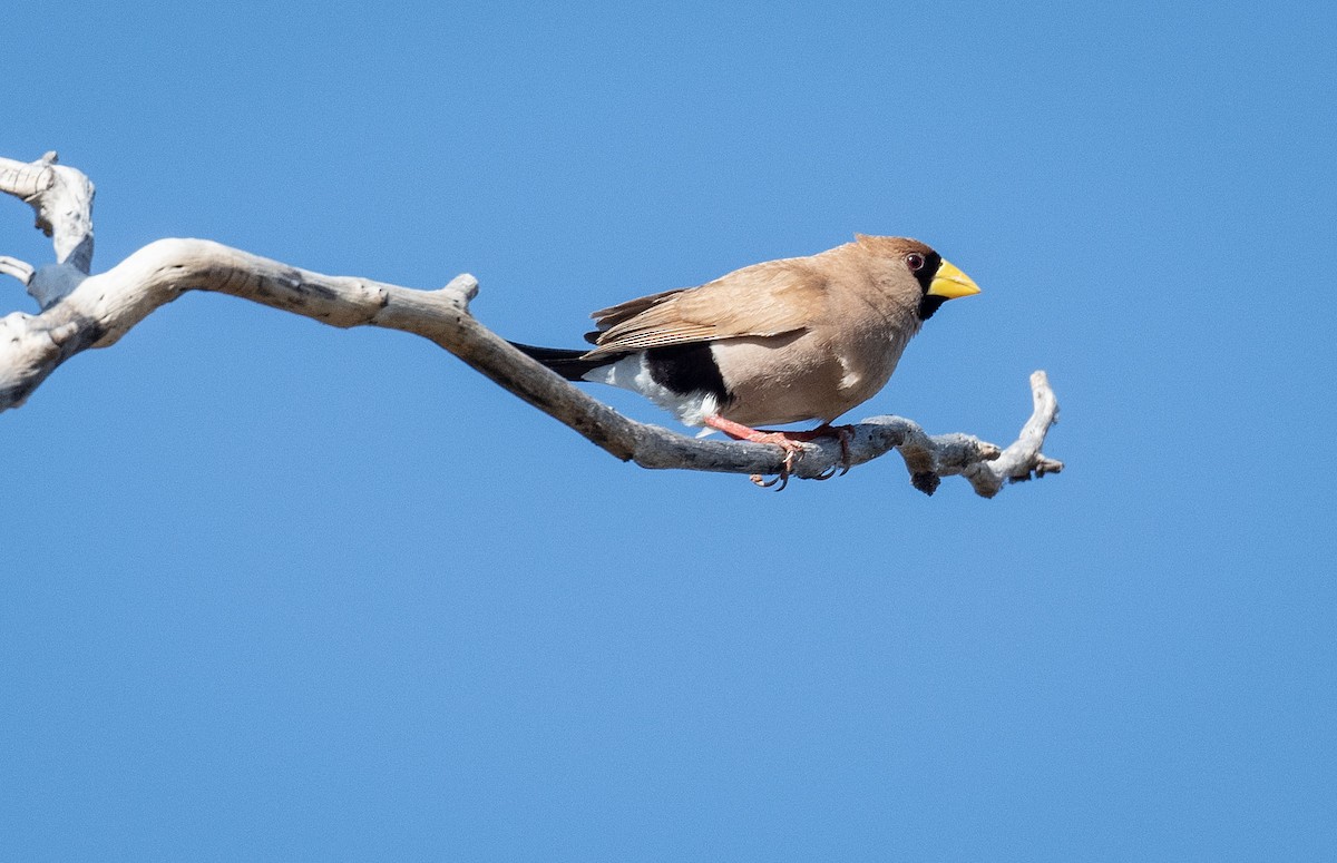 Masked Finch - ML618185385