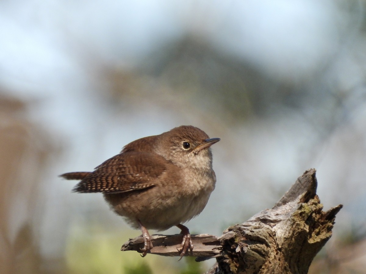 House Wren - Kathleen Coyle