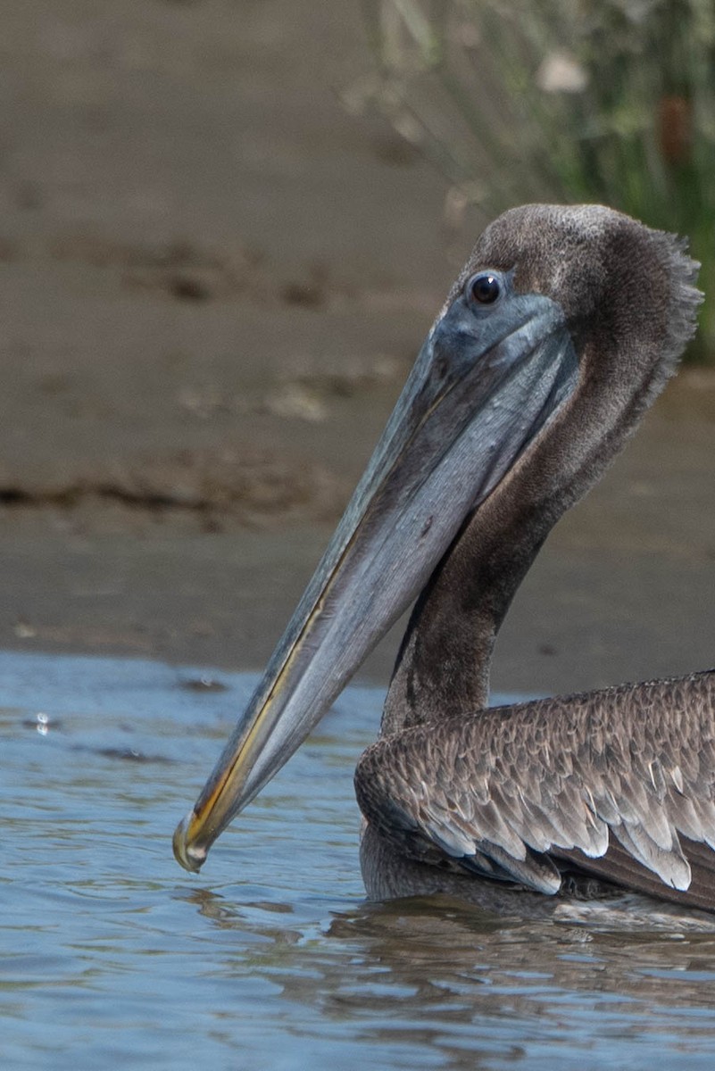 Brown Pelican - Andrea Heine