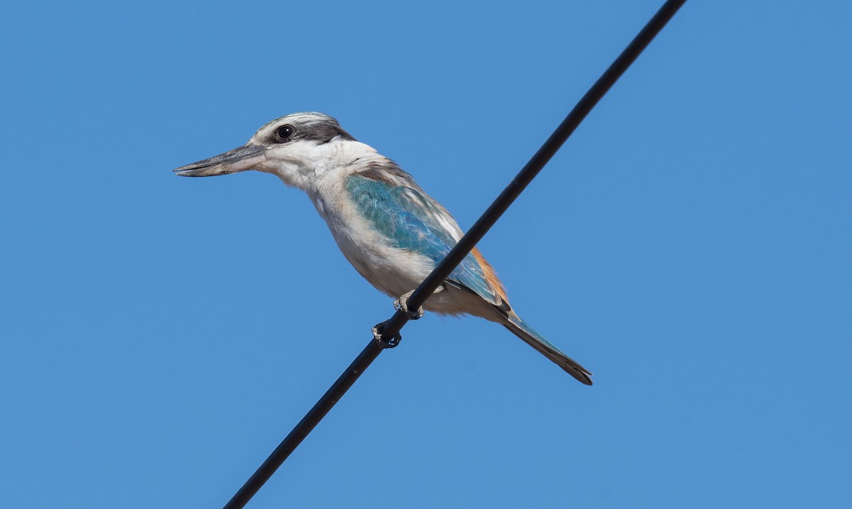 Red-backed Kingfisher - Philip Griffin