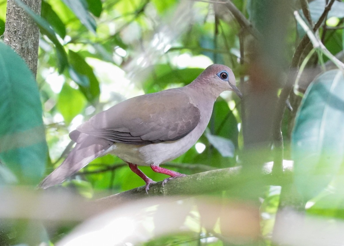 White-tipped Dove - Shawn Pfautsch