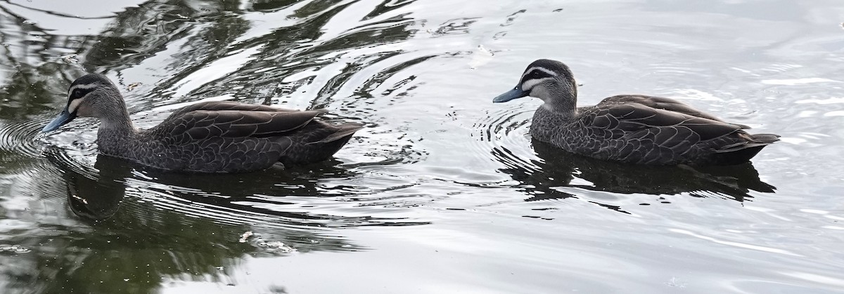 Pacific Black Duck - Alan Coates