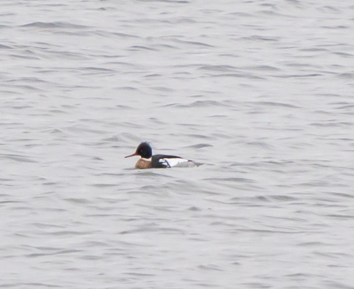 Red-breasted Merganser - Meg Barron