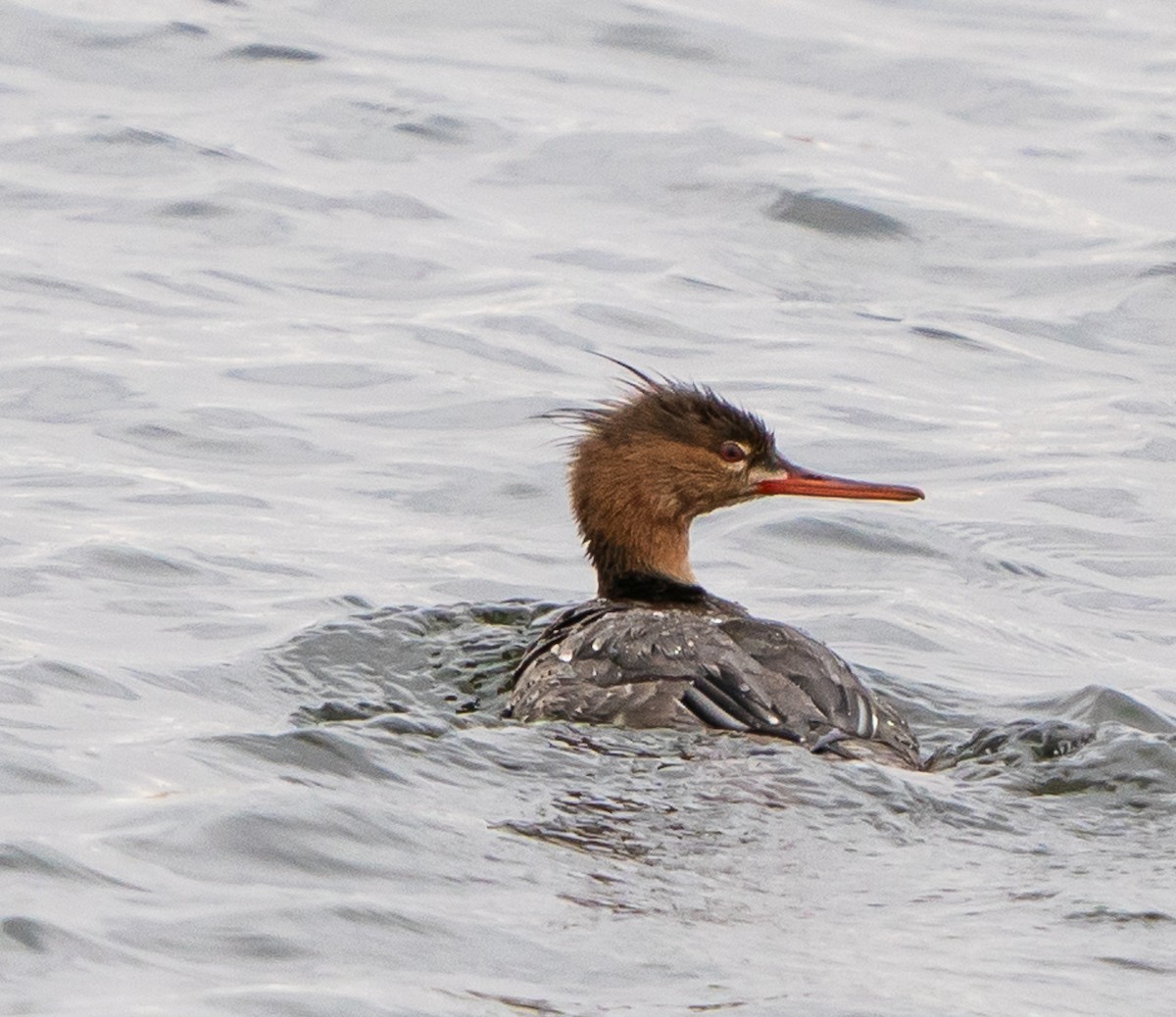 Red-breasted Merganser - Meg Barron