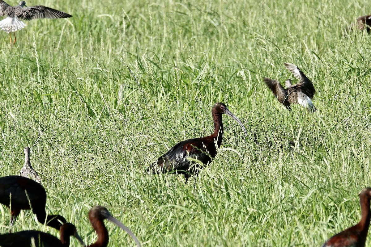 White-faced Ibis - J H