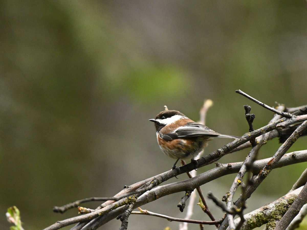 Mésange à dos marron - ML618185484