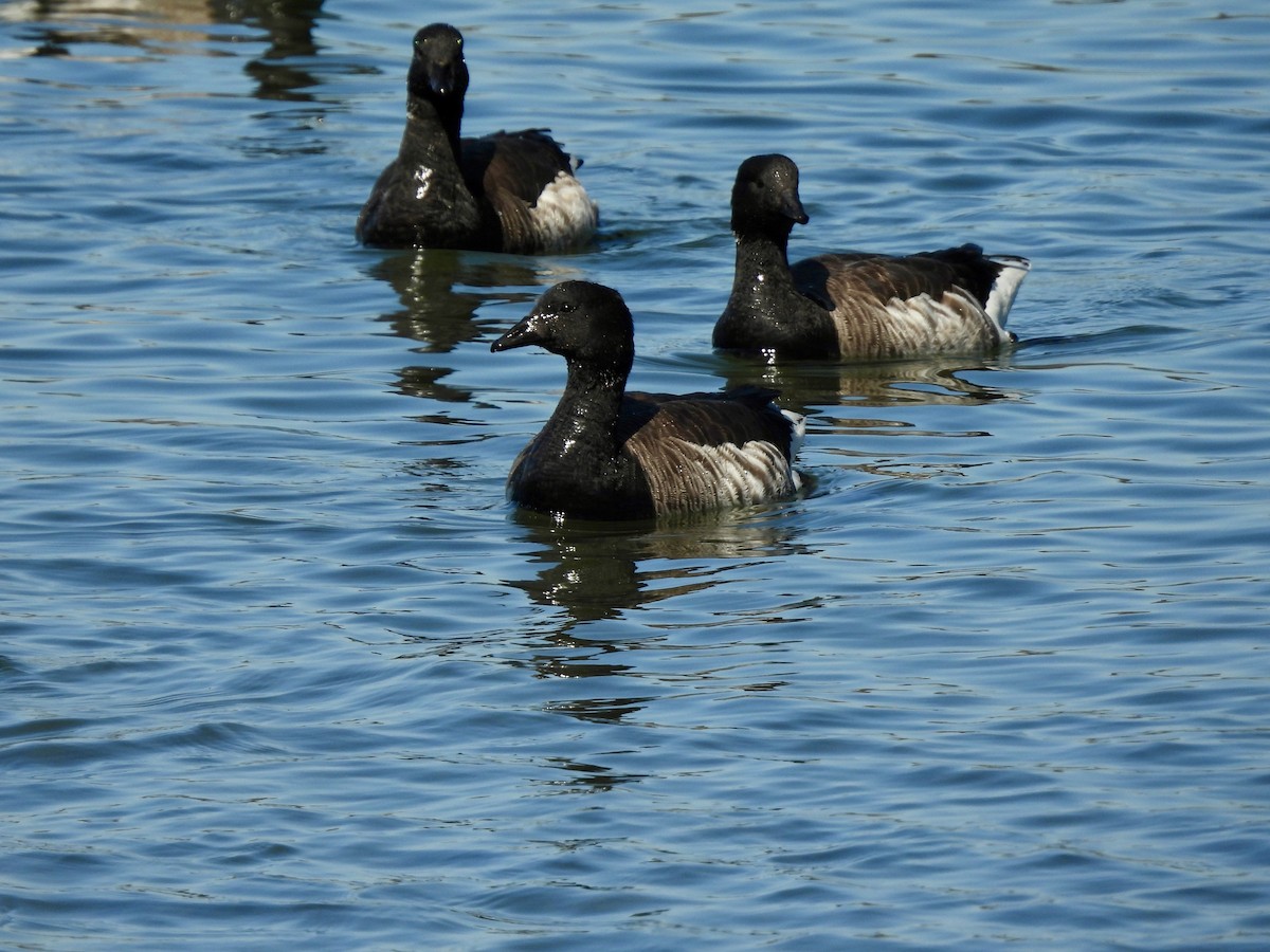 Brant - ML618185501