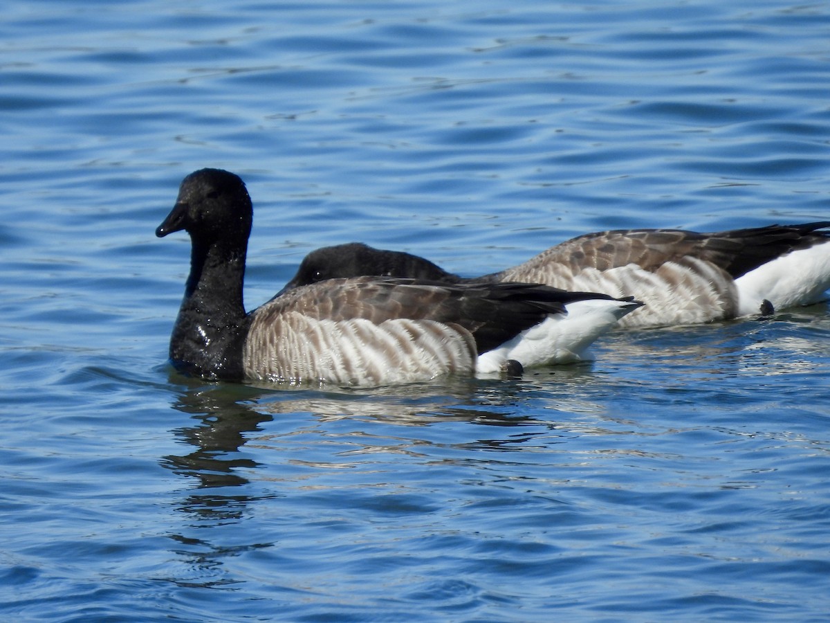 Brant - ML618185502