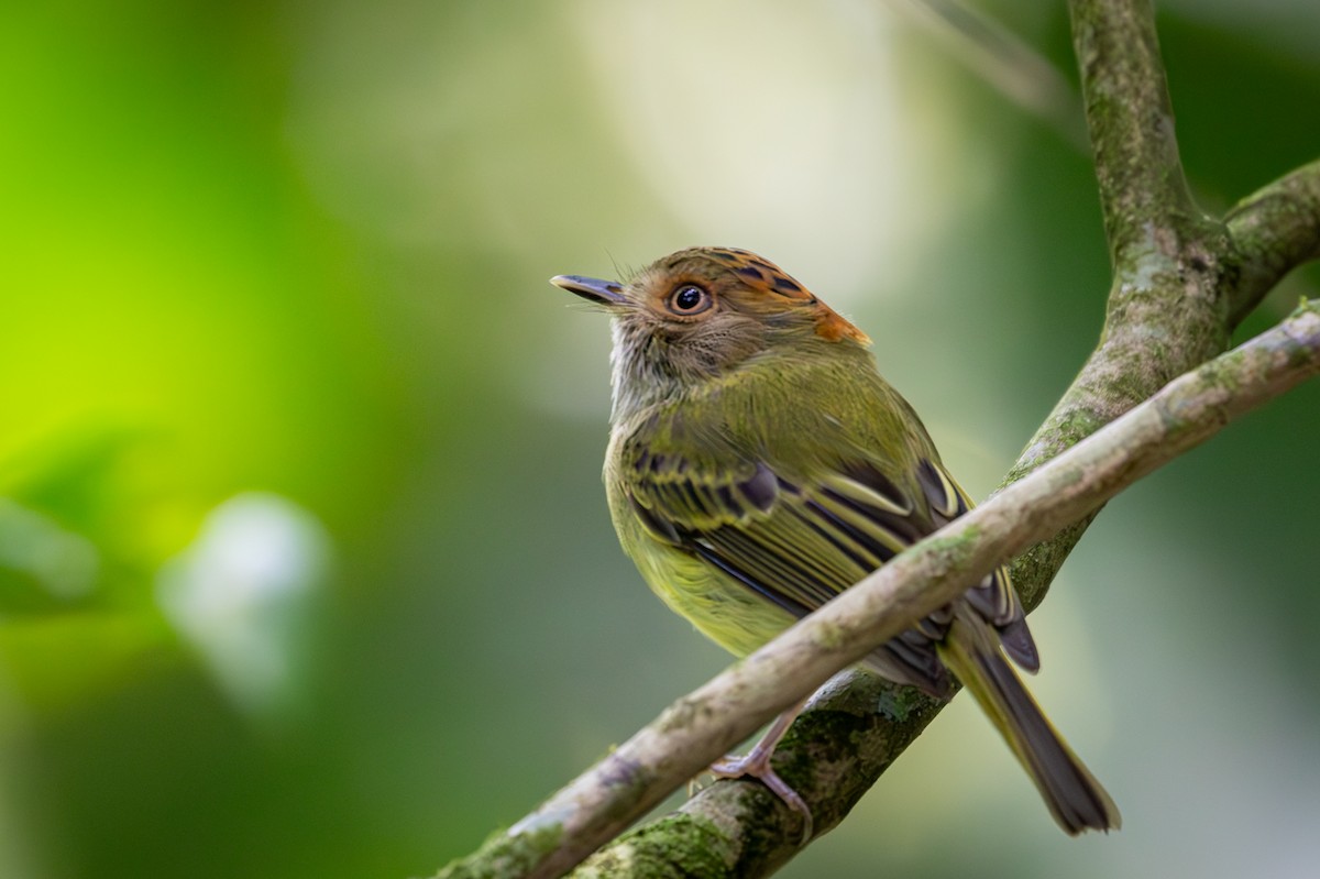 Scale-crested Pygmy-Tyrant - Michael Warner