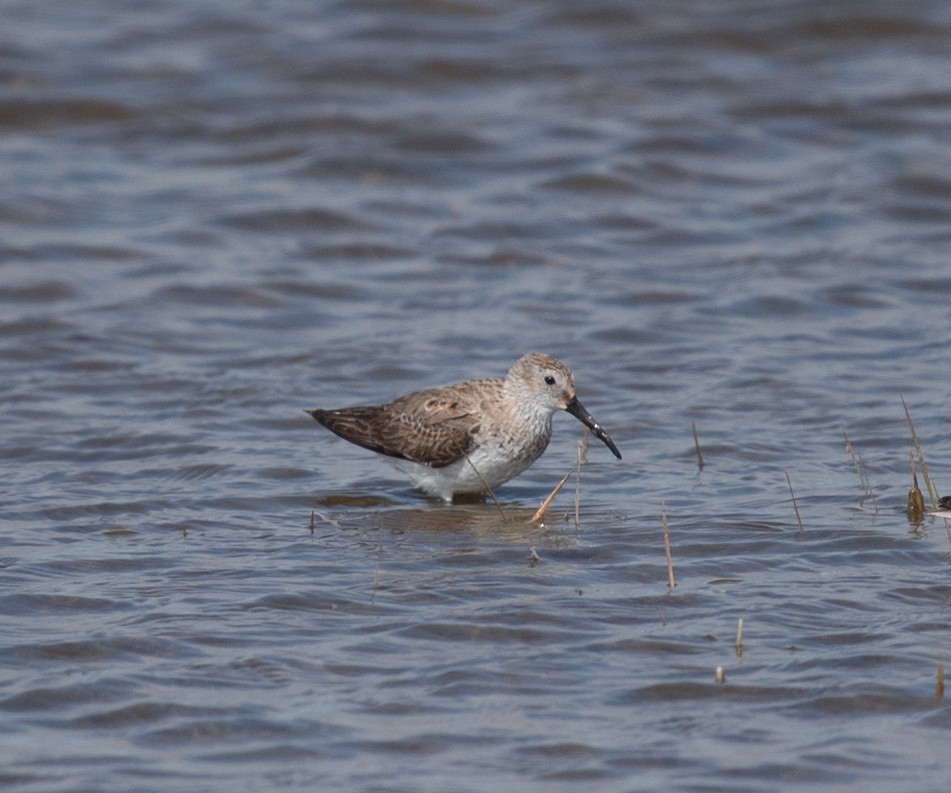 Dunlin - Clive Harris