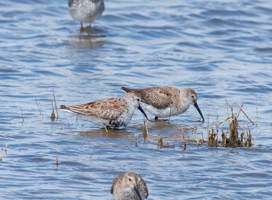 Dunlin - Clive Harris