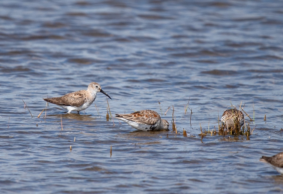 Dunlin - Clive Harris