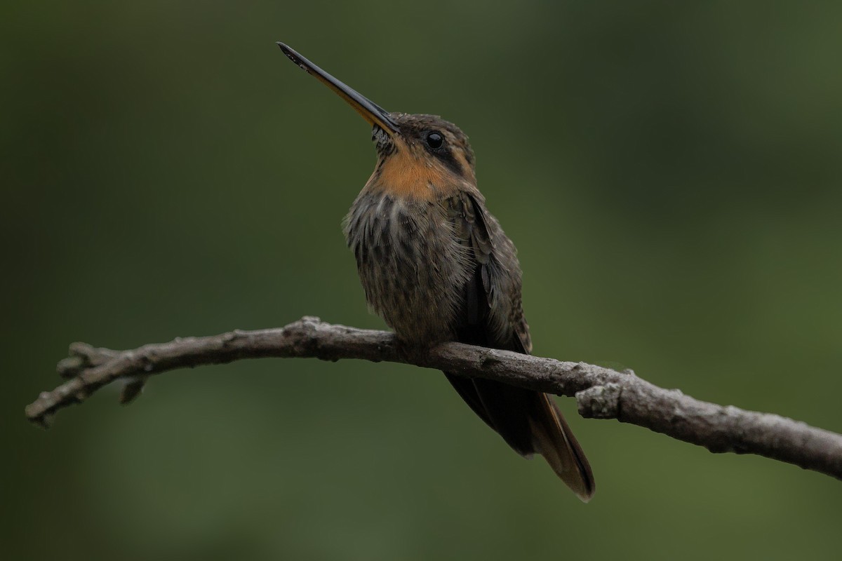 Saw-billed Hermit - Lailson Marques