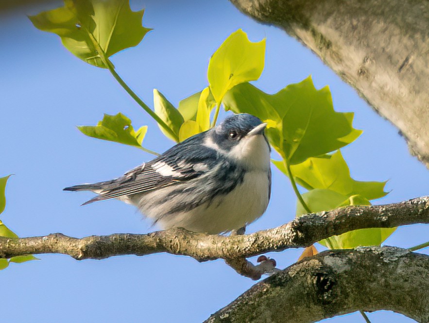 Cerulean Warbler - Anthony Schmitt