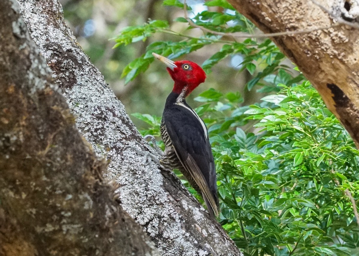 Pale-billed Woodpecker - Shawn Pfautsch