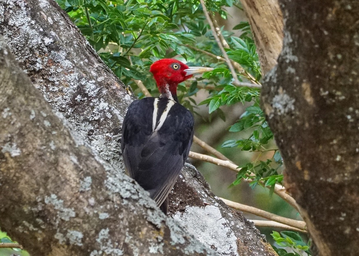 Pale-billed Woodpecker - Shawn Pfautsch