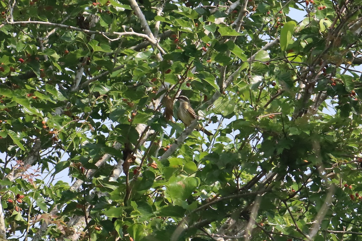 Piratic Flycatcher - ML618185553