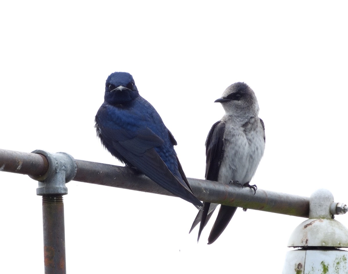 Purple Martin - Thomas Woodruff