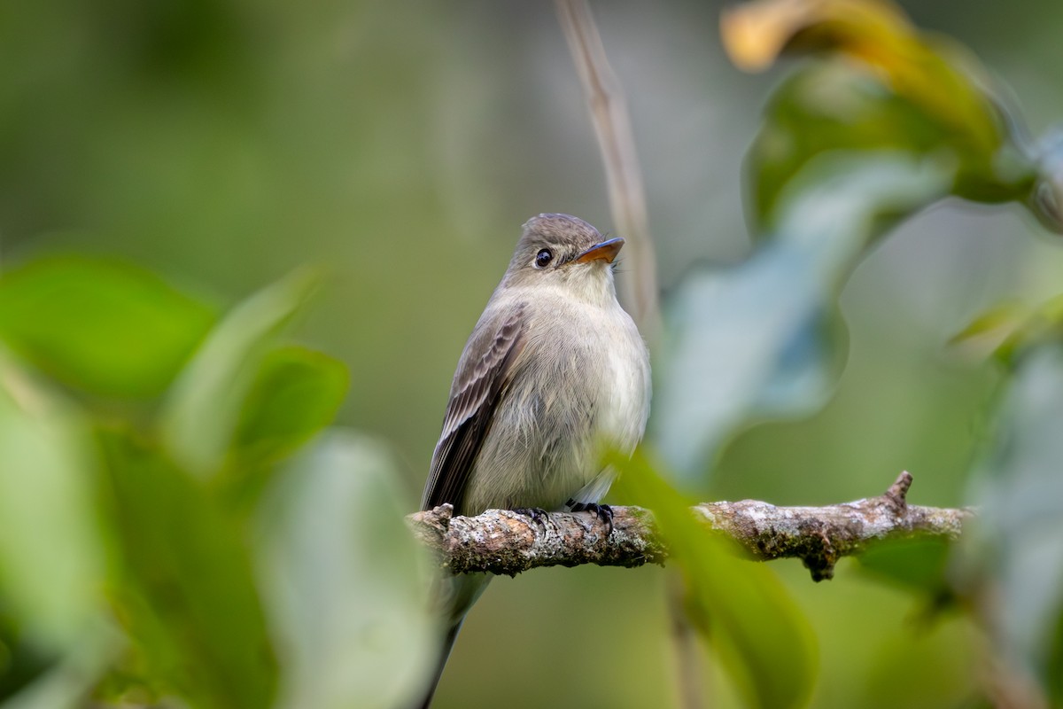 Northern Tropical Pewee - Michael Warner