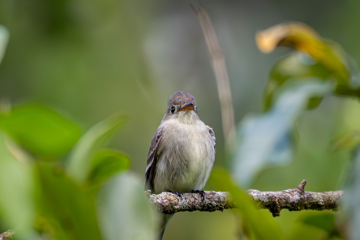 Northern Tropical Pewee - Michael Warner