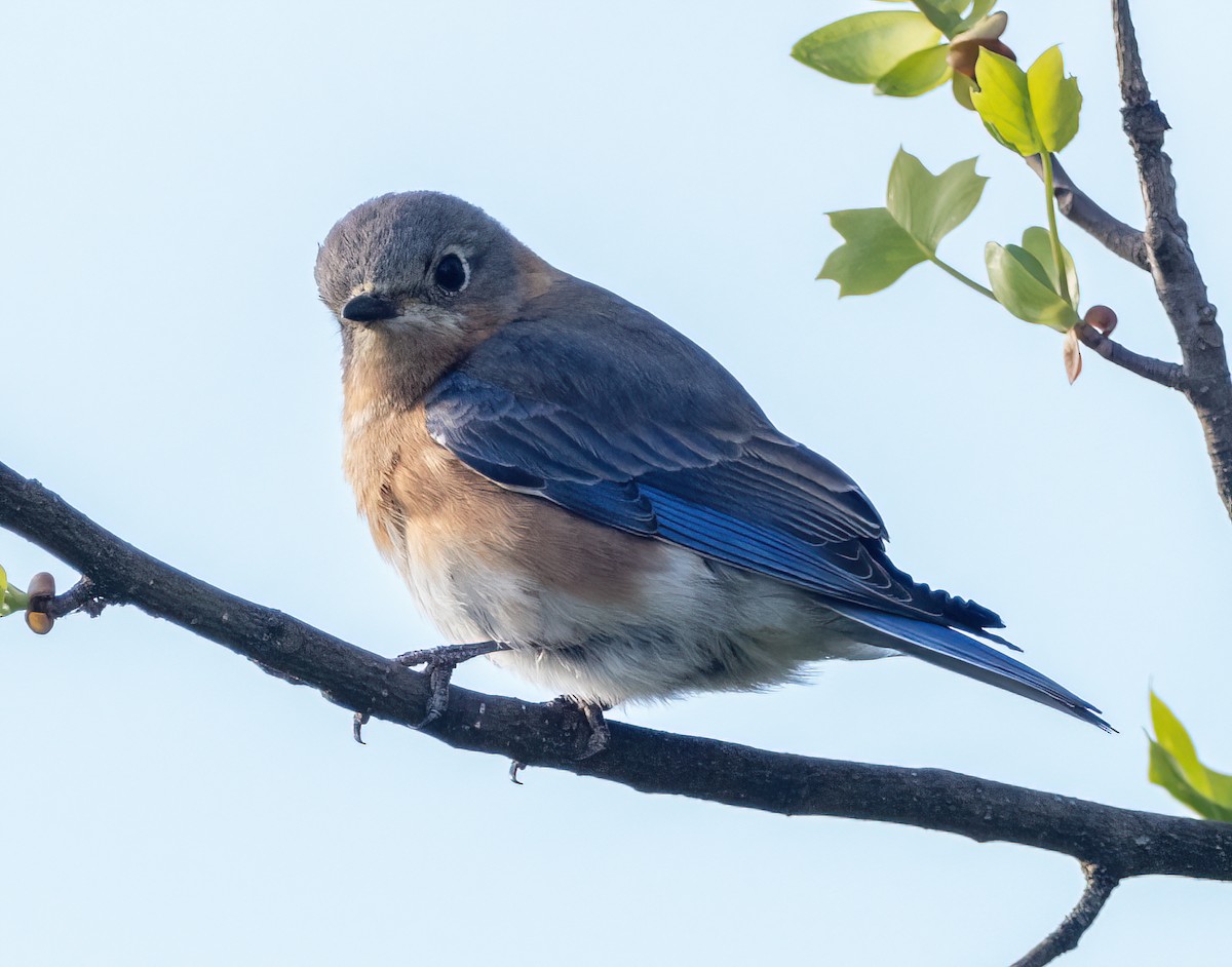 Eastern Bluebird - Anthony Schmitt