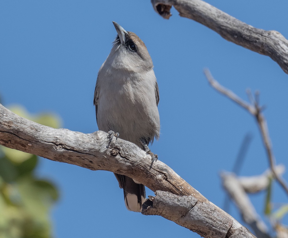 Black-faced Woodswallow - Philip Griffin